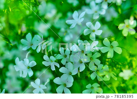 野草の花びら 野草の花びら 78185395