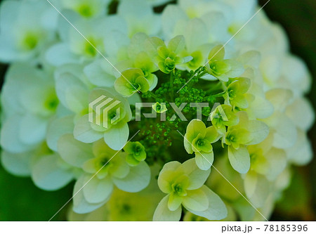 開花した紫陽花 78185396