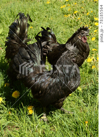 Few Ayam Cemani Chickens 78185564