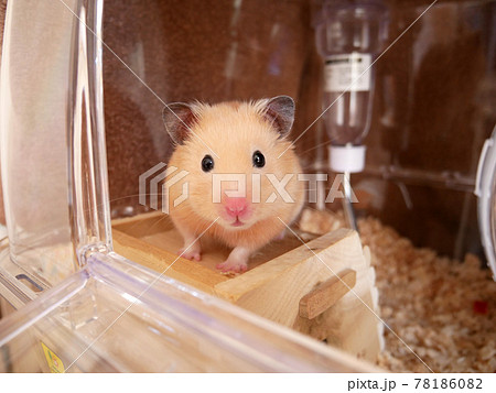 外を眺めるキンクマハムスター 外を眺めるキンクマハムスター 78186082