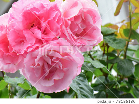 ピンクの薔薇の花 緑背景 数輪寄り添う薔薇の花 の写真素材