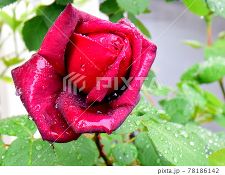 雨粒を纏った深紅の薔薇 雨の中の薔薇一輪の写真素材 [78186142] - PIXTA