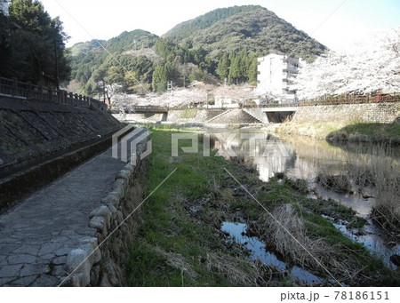 日本の川景色:山口県長門市湯本温泉と錦鯉が泳ぐ深川川上流の音信(おとずれ)川 日本の川景色:山口県長門市湯本温泉と錦鯉が泳ぐ深川川上流の音信(おとずれ)川 78186151