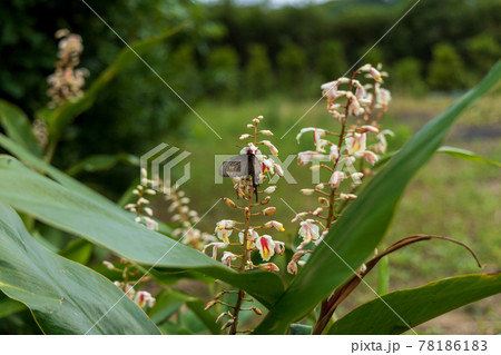 南の島 月桃 さねんばな 南の島 月桃 さねんばな 78186183