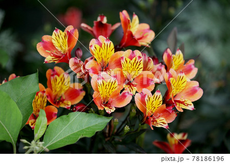 アルストロメリア アルストロメリア 78186196