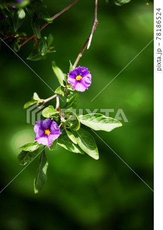 ムラサキハナナス 78186524