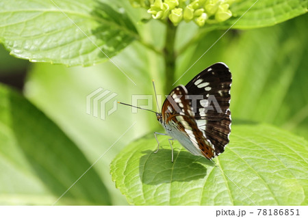 生き物　昆虫　イチモンジチョウ、翅表はすっきりした印象ですが翅裏はかなり賑やかな感じ 78186851