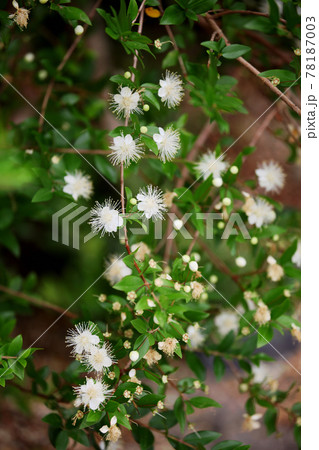 ギンバイカの花 ギンバイカの花 78187003