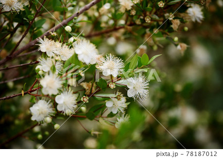 ギンバイカの花 78187012