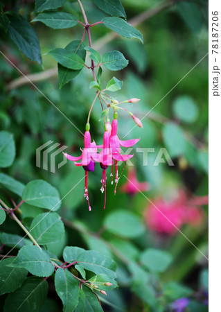フクシア 78187206