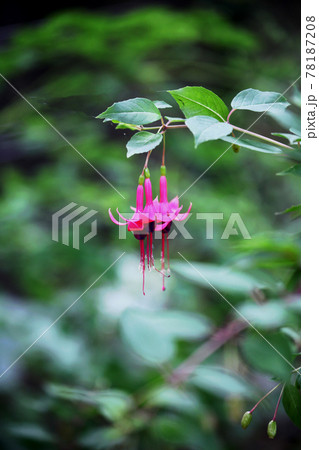 フクシア 78187208