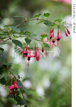 フクシア 78187211