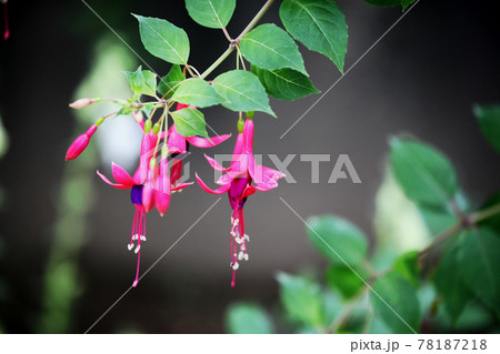 フクシア 78187218