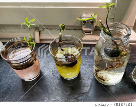 Three Oak Seedlings in Water Glass, Indoor Plants, Modern Interior Three Oak Seedlings in Water Glass, Indoor Plants, Modern Interior 78187231