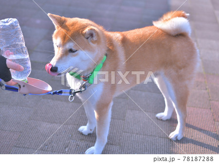 散歩の途中で水を飲む芝犬 散歩の途中で水を飲む芝犬 78187288