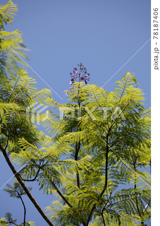 ジャカランダ ジャカランダ 78187406