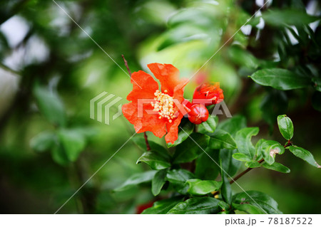 ヒメザクロの花 ヒメザクロの花 78187522