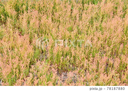 田んぼのあぜ道一面のスイバの花 田んぼのあぜ道一面のスイバの花 78187880