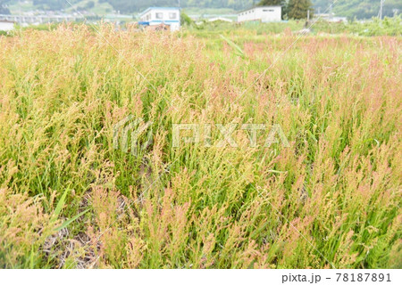 田んぼのあぜ道一面のスイバの花 78187891