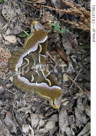 ヤママユガのシンジュサン ヤママユガのシンジュサン 78187981