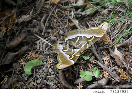 ヤママユガのシンジュサン ヤママユガのシンジュサン 78187982