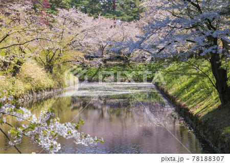 【青森県】弘前城の濠と桜 78188307