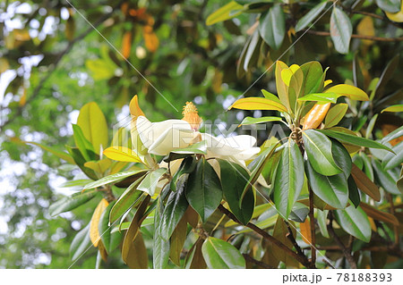 開花中の泰山木（タイサンボク） 78188393