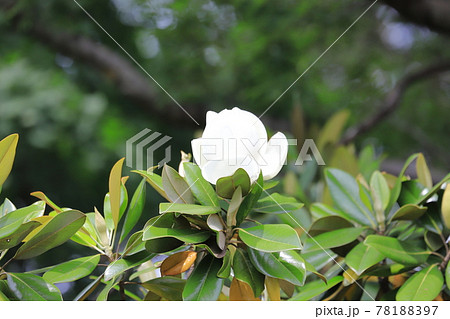 開花中の泰山木（タイサンボク） 78188397