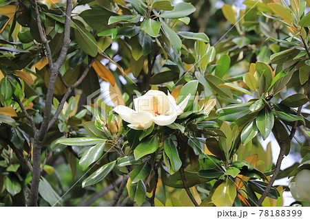 開花中の泰山木（タイサンボク） 78188399