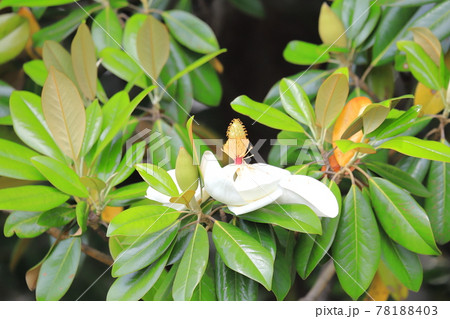 開花中の泰山木(タイサンボク) 開花中の泰山木(タイサンボク) 78188403