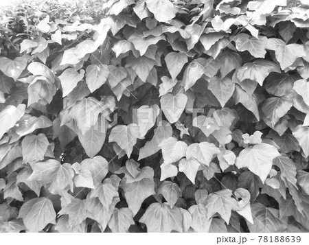 蔦のモノクロ画像 ヘデラカナリエンシス アイビー の写真素材