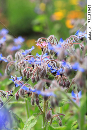 可憐なボリジの花の写真素材