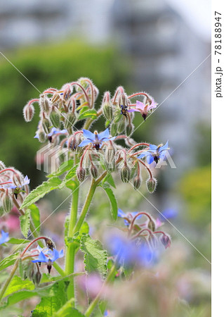 可憐なボリジの花 可憐なボリジの花 78188947
