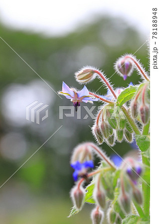 可憐なボリジの花 78188948