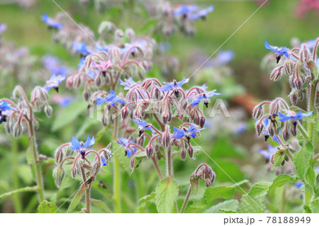 可憐なボリジの花 可憐なボリジの花 78188949