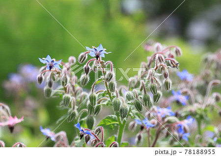 可憐なボリジの花の写真素材
