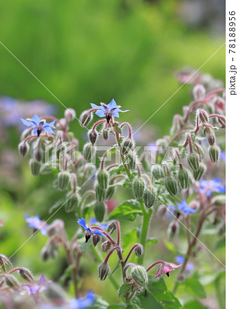 可憐なボリジの花 78188956
