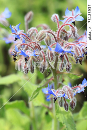可憐なボリジの花 78188957