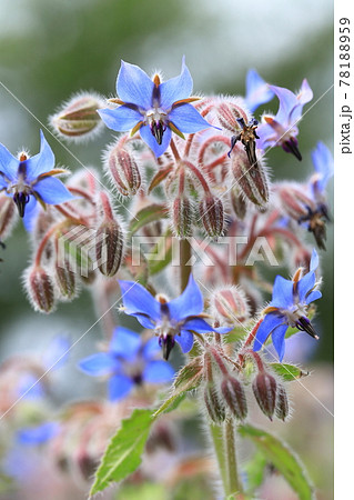 可憐なボリジの花 可憐なボリジの花 78188959