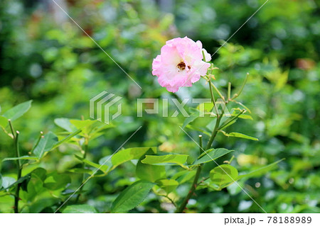 バラの花 マチルダ バラの花 マチルダ 78188989