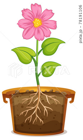 A pink flower with roots in a pot 78191106