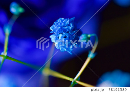 青いカスミソウ ドライフラワー の写真素材