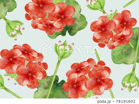 ゼラニウム 花　背景 模様 テキスタイル　水彩 イラスト 78191602