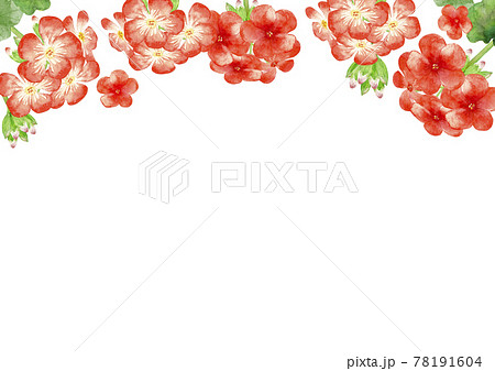 ゼラニウム 花 背景 フレーム 水彩 イラストのイラスト素材