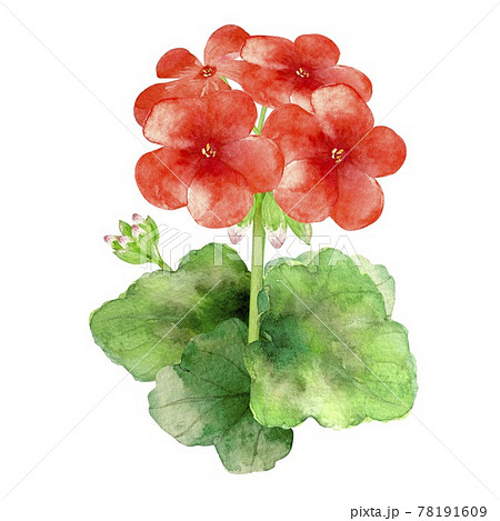 ゼラニウム 花 挿し絵 赤 水彩 イラストのイラスト素材