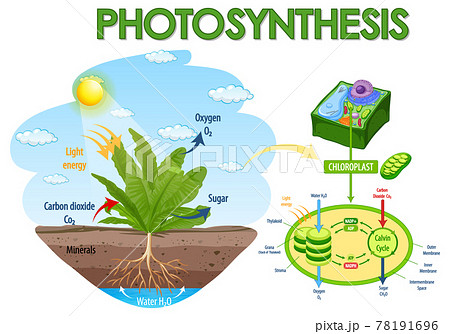 Diagram showing process of photosynthesis in plant 78191696
