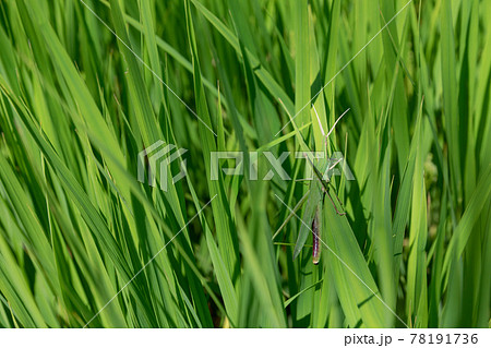 稲に同化するショウリョウバッタのイメージ 78191736