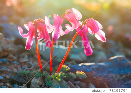 Wild flower Bleeding heart (Dicentra peregrine) close up. Chukotka, Russia. 78191794