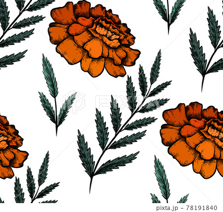 Seamless pattern with colorful botanical sketch of marigold flowers and branch with leaves. Vector textile with floral natural drawing. Fabric with outline pencil image Seamless pattern with colorful botanical sketch of marigold flowers and branch with leaves. Vector textile with floral natural drawing. Fabric with outline pencil image 78191840
