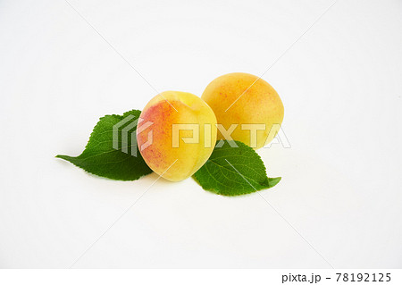 梅の実　白バックで 78192125